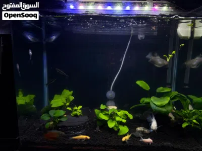 polar parrot, gourami fish 3