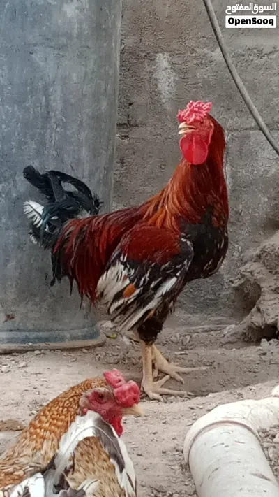 ديج للبيع عشرة بس 3