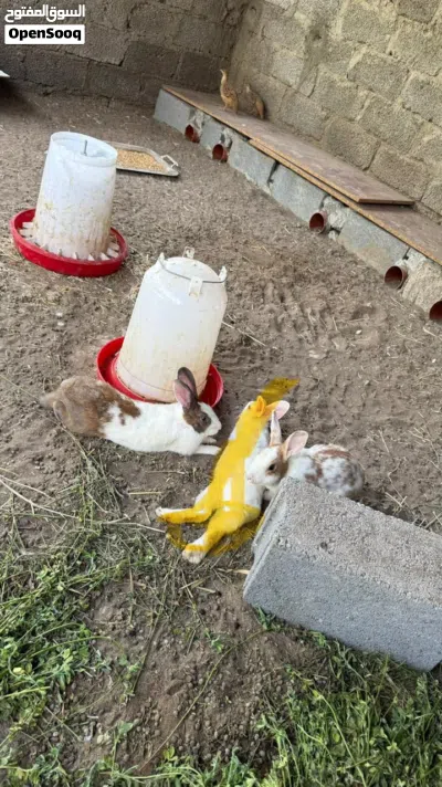 البيع أرانب ذكر اثنين أنثى واحدة 2