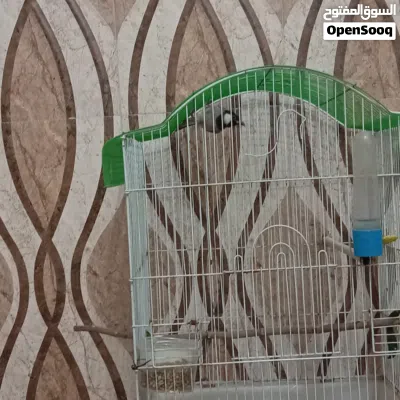 بلبل وحشي للبيع 2