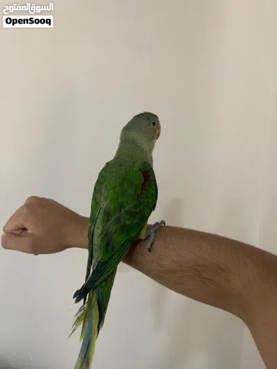 فرخ ببغاء نيبالي 3