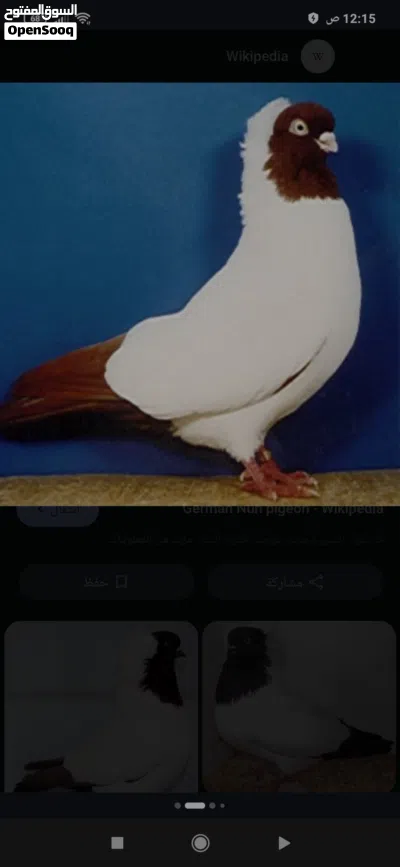 مطلوب 2 أنثى حمام مثل إللي في الصورة 2