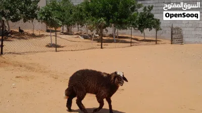 فطيمه وطنيه الله يبارك عمرها ف6شهور ونص سليمه من الامراض 2