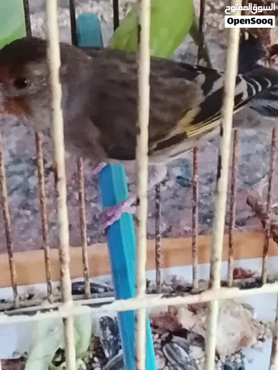 جغال قرديل عمرها 6 شهور للبيع بالقفص طرابلس سوق الجمعة 2