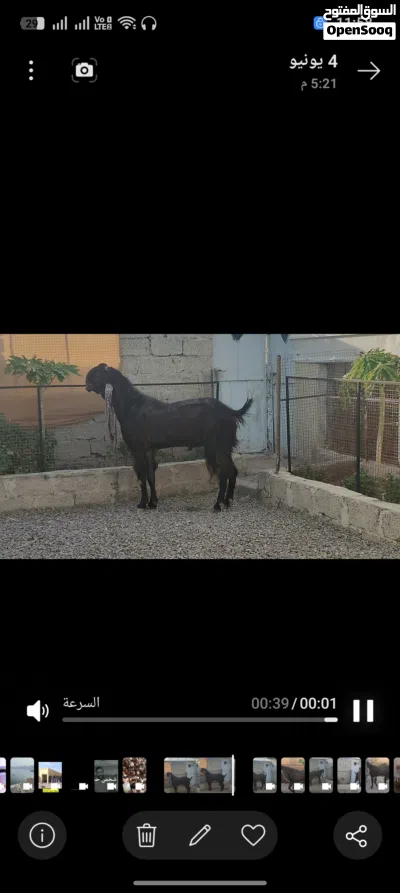 للبيع تيس حجازيه مدوشو تبارك الرحمن فحل 2