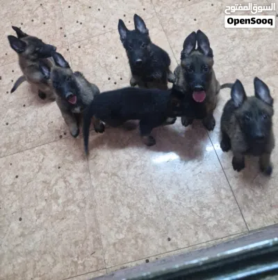 ,بلجم مالينوا Beljam Malinois 2