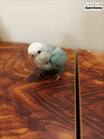 1 month old Rosè parrot for sale 3