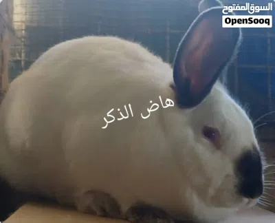 فراخ أرانب عمر شهر كلفورني بيور 2