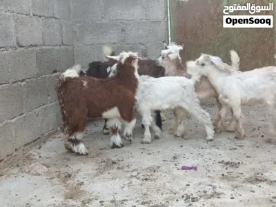 6 جدايا و3 صخلات حلال طيب للتربيه 2