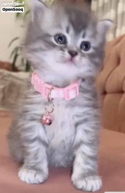 قطط سكوتش شورت هير 2