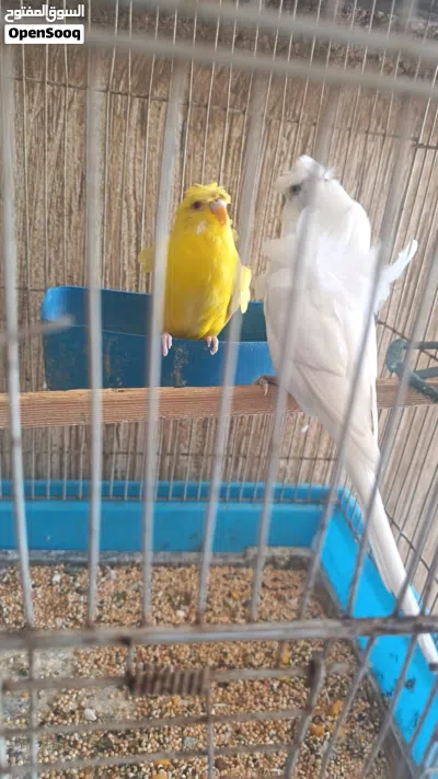جوز عصافير مرتب 2