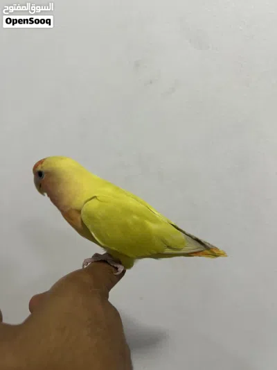 لافبيرد أليف 3