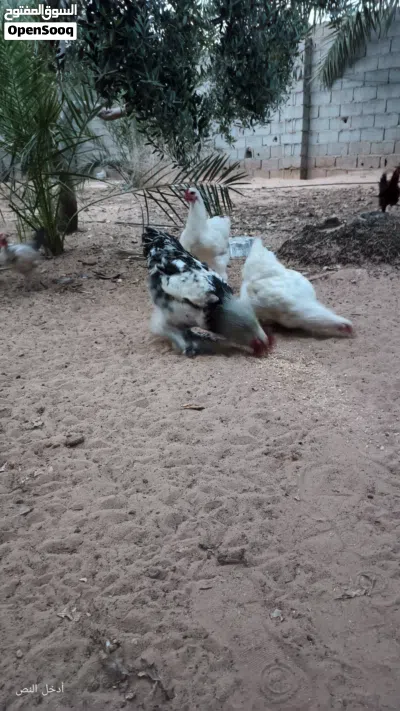 دجاج براهمة تلجي 2