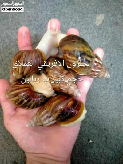 الحلزون الافريقي العملاق 3