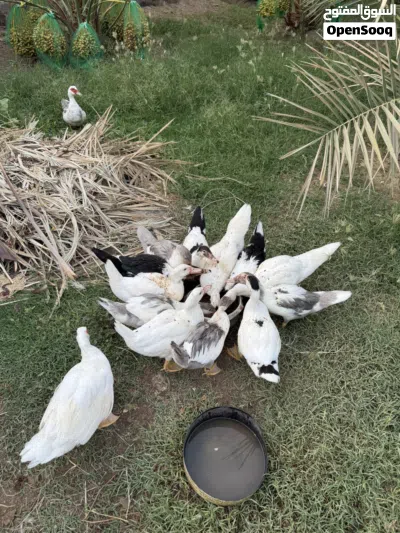 بط مصري للبيع 4