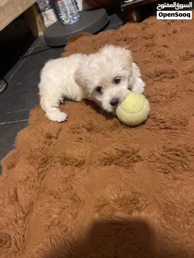 Maltipoo maltese 2