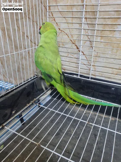 ببغاء درة مع قفص 2