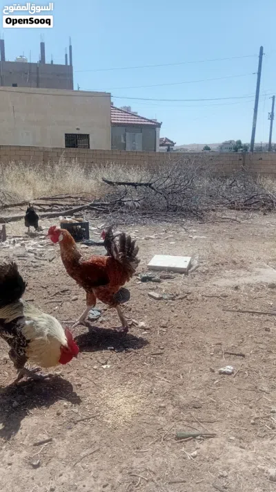 ما شاء الله جاجة(البيضة) وديكين بناديق براهمة فراخ السنة اول شغلهن....... مطلوب بيهم 30 4