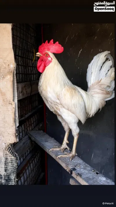زوج ابيض ديج ودجاجة عرب 3