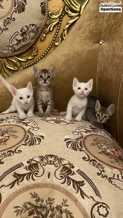 قطط كتن صغيرة ذكور للتبني Male kittens for adoption 4