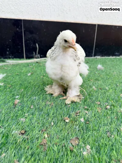 دجاج زينة براهما 3