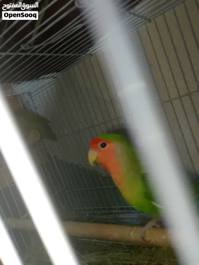 للبيع زوج روز (Lovebird) جاهز للإنتاج 2