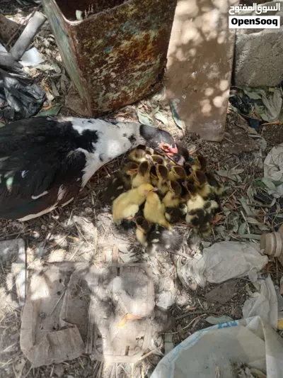 بطة بلدية نخب النخب 2