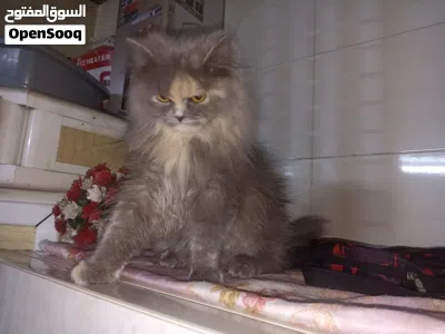بزونه شيرازي مون فيس نوعية كلش حلوه وراقيه 2