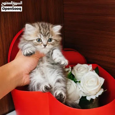 undefined 4
