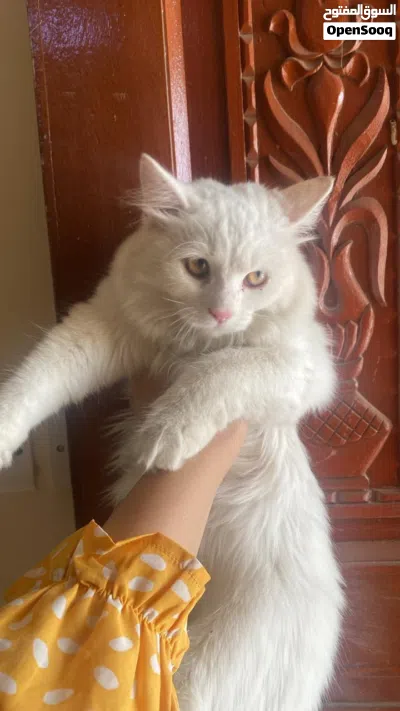 Cute Persian cat for sale 3