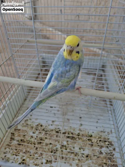 نتاية رينبو لون وحجم تبارك االه 2
