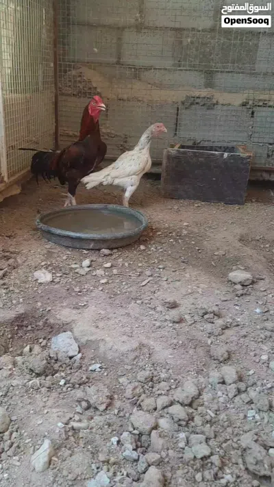 دجاج باكستاني 4