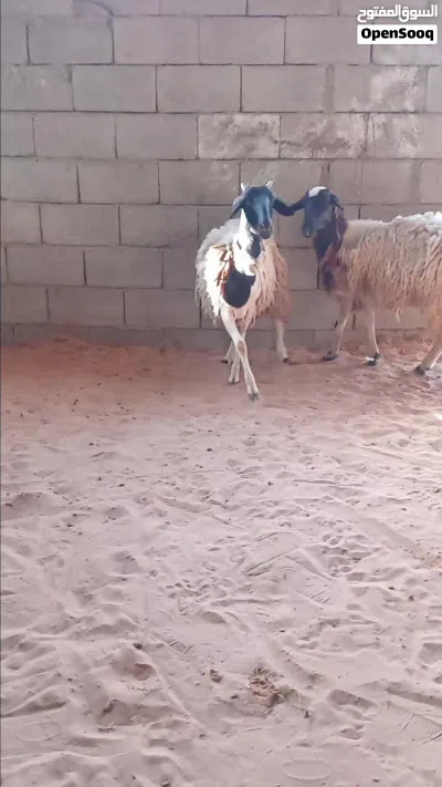 زوز نعاج.. وحدة تنيه وحده اربعه.... 3