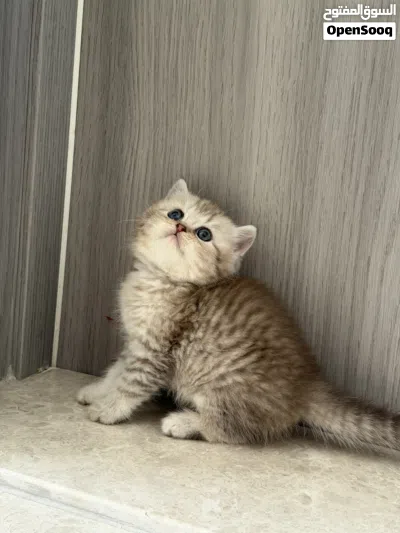 قطط سكوتش فولد وستريت 4