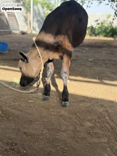 عجل نمساوي للبيع 3