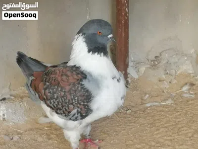 جنغ مودينا قصة كتف 3