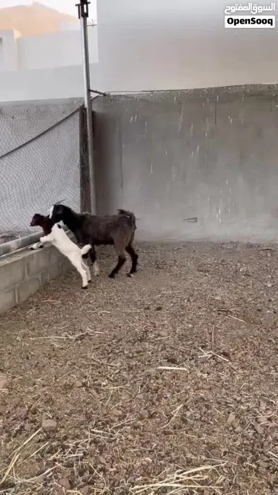 اغنام للبيع 3