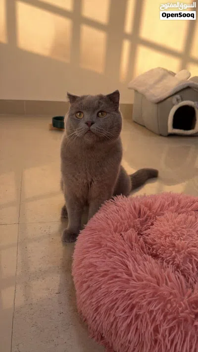 ذكر سكوتش فولد ليلك (للتزاوج) Scottish Lilac Fold male (for mating) 2