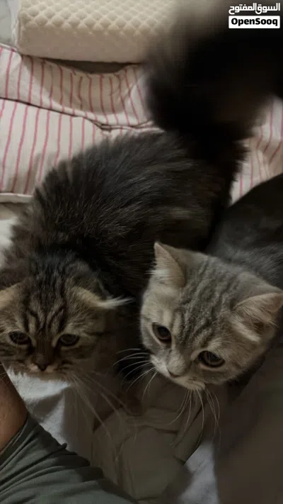 Cats ( Leo and MiMi) 4
