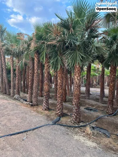 wax palm trees(copernicia for Sale 2