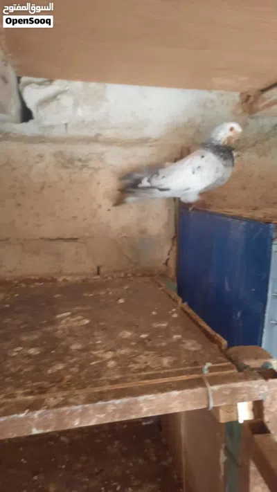 فحل ذباني طير حمام بس زقيتو بطن 4