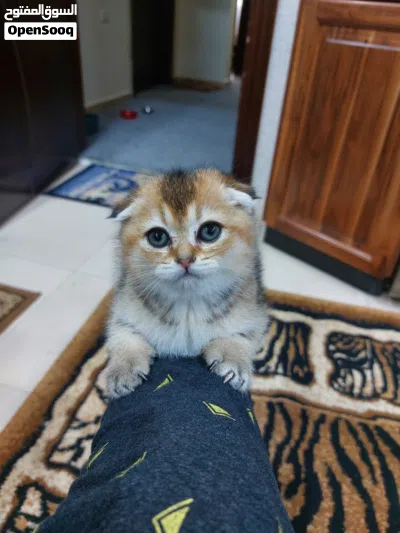 سكوتش فولد انثى للبيع 3