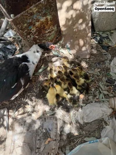 بطة بلدية نخب النخب 3