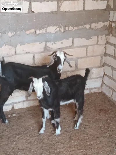 عنز عربية تنية تحتها جدي الله يبارك 3