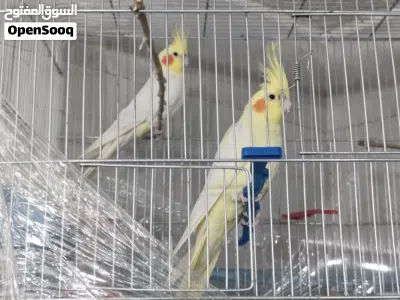 جوز كوكتيل لاتينو صافي 4