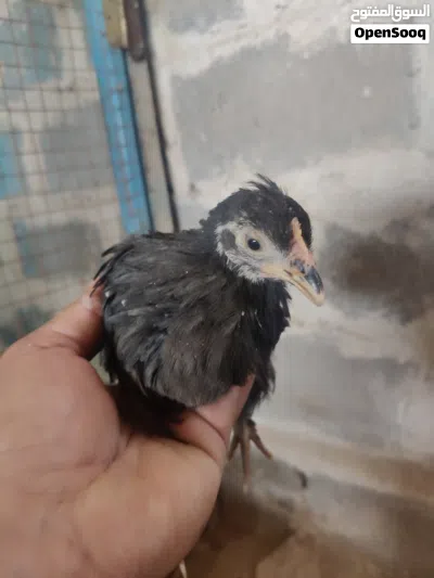 دجاج للبيع 3