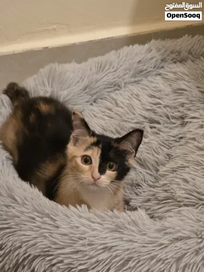 3 month old kitten 4