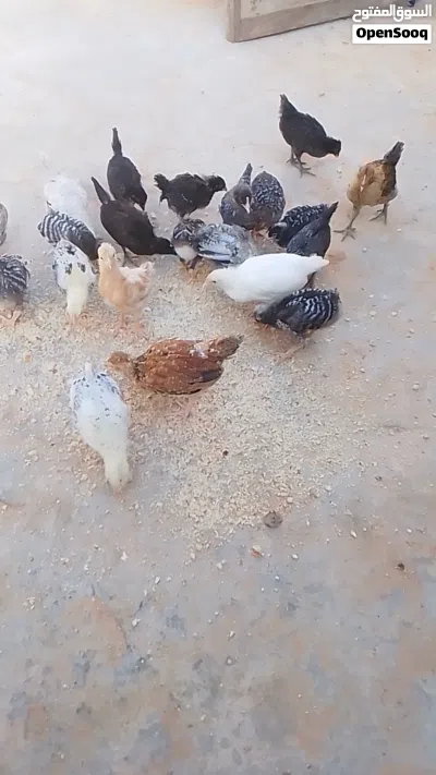 عمرهم 40 يوم عربي غليظ 2