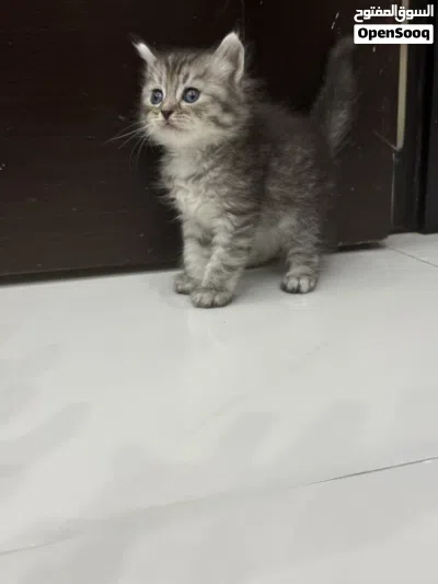 قطط شيرازي 4
