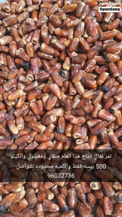 تمر نغال لهذا العام 2026م 2